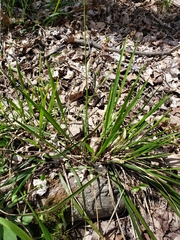 Oryzopsis asperifolia