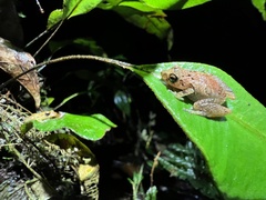 Pristimantis altamnis