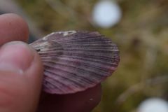 Chlamys hastata