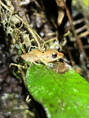 Pristimantis altamnis