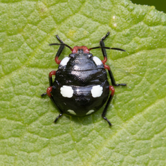 Chinavia erythrocnemis