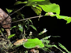 Pristimantis altamnis