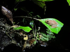 Pristimantis altamnis