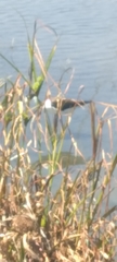 Himantopus mexicanus