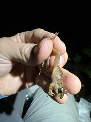 Pristimantis incomptus