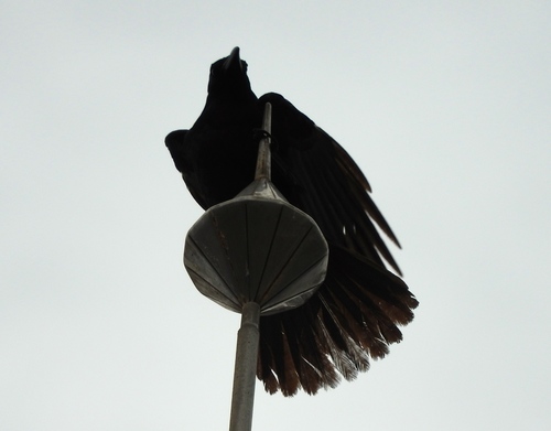 Sinaloa Crow