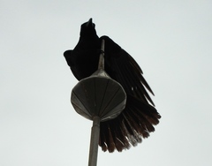 Sinaloa Crow photo 5
