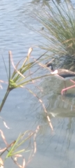 Himantopus mexicanus