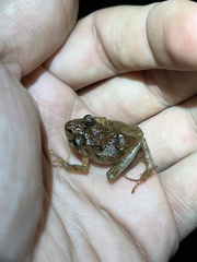 Pristimantis incomptus