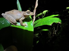Osteocephalus fuscifacies
