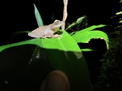 Osteocephalus fuscifacies