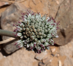 Allium artemisietorum