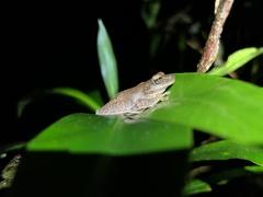 Osteocephalus fuscifacies