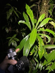 Osteocephalus fuscifacies