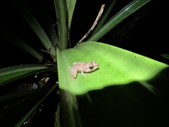 Pristimantis altamnis