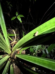 Pristimantis altamnis