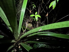 Pristimantis altamnis