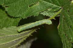Cosmia trapezina