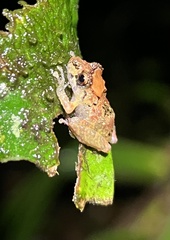 Pristimantis incomptus