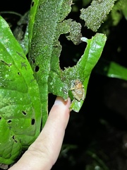 Pristimantis incomptus