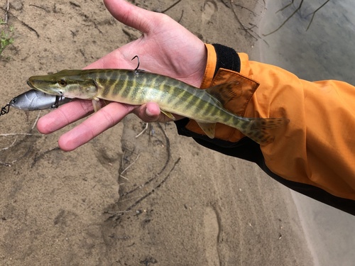 Tiger Muskellunge