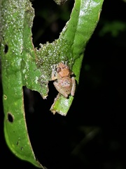 Pristimantis incomptus