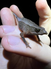 Rhinella festae