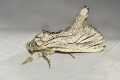 Inguromorpha itzalana