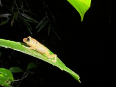 Pristimantis incomptus