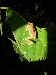 Pristimantis incomptus