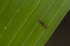 Pseudomyrmex tenuis
