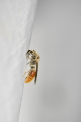Sphaeropthalma imperialis