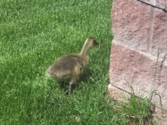 Branta canadensis