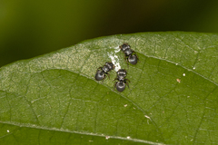 Cephalotes pusillus