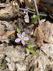 Claytonia caroliniana