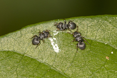 Cephalotes pusillus