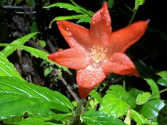 Begonia tetrandra