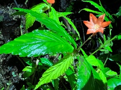 Begonia tetrandra