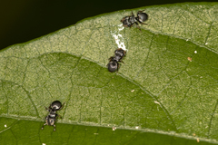 Cephalotes pusillus