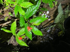 Begonia tetrandra