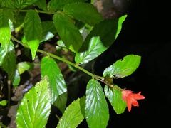 Begonia tetrandra
