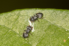 Cephalotes pusillus