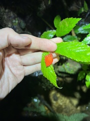 Begonia tetrandra
