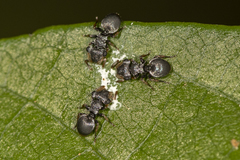 Cephalotes pusillus