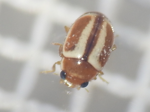 Hyperaspidius shauli