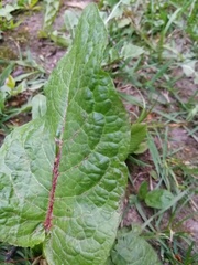 Rumex