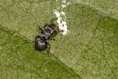 Cephalotes pusillus