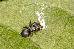 Cephalotes pusillus