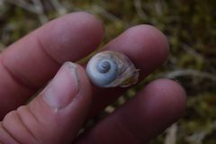 Cryptonatica aleutica