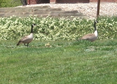 Branta canadensis